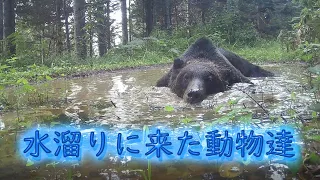 水溜りに現れた野生動物たち　エゾシカ　キタキツネ　エゾリス　ネズミ　エゾタヌキ　カケス　Brown Bear Trail camera　Hunting camera　北海道ヒグマチャンネル　ヒグマ　羆