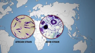 KILLER DISEASES | Leishmaniasis Around the World