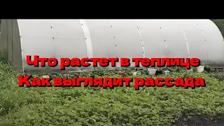 Что растет в теплице?Как выглядит рассада? Всё потихоньку восстанавливается я надеюсь