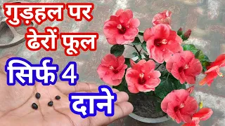 गुड़हल पर अधिक कलियाँ/ढेरों फूल खिलेंगे ।How to get more Flowers on Hibiscus plant/more buds,flowers