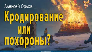 Кродирование или похороны? Алексей Орлов