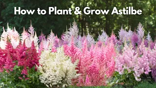 How to Plant and Grow Astilbe