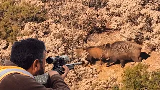 BEST WILD BOAR HUNTS IN TURKEY - İÇ ANADOLU DOMUZ AVLARI