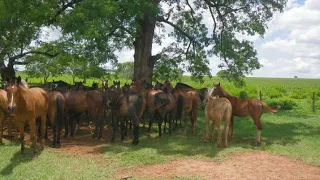 Luxo pra mim - Raí Saia rodada