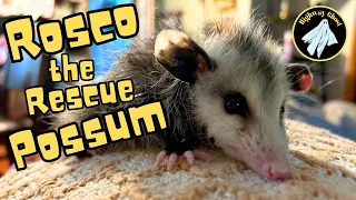 Meet Rosco the Rescue Possum
