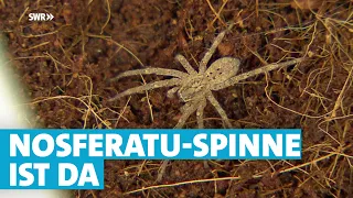 Nosferatu-Spinne immer häufiger in der Pfalz gesichtet