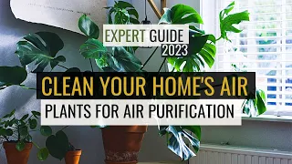 Clean Air? TOP Oxygen Purifying Houseplants of 2023 REVEALED!