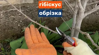 Обрізка гібіскуса садового навесні