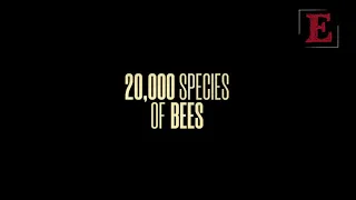 20,000 ESPECIES DE ABEJAS de Estibaliz Urresola 🐝