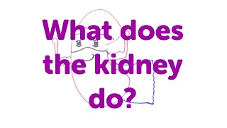 Minute Lectures: What does the kidney do?