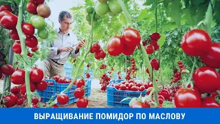 Выращивание помидор по Маслову или как увеличить урожай томатов в 8 раз