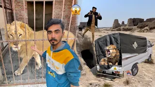 Hum Ne Lion Pakar Lea 🦁 Lion Mini Zoo Ma Le Aye 🦁 Lion Ne Attack Kar Dea 😲