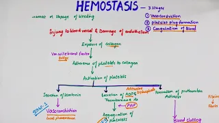 Hemostasis | Easy Flowchart | Physiology