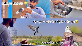 Pigeon suffering from kite manjha 🧵!! Kabutr ko patang manjhe se ajad kiya 🕊😍