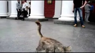 Канал новости  Голодный Одесский кот просит пожрать у мэрии