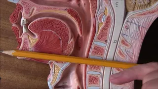 Respiratory System 2, Upper airways