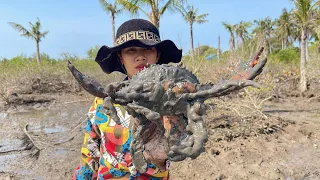 Amazing Catching Many Huge Mud Crabs at Swamp after Water Low Tide | Fishing Sea Crabs