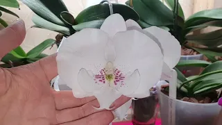 обзор моих орхидей ! май 2024