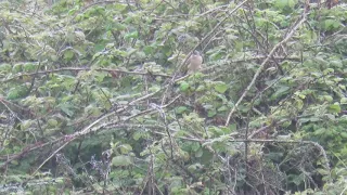 Moltoni's Warbler