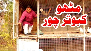 Kabotar chor|Funnay video|Kabutar chori karne ki kosish 😡( Ankit try to thief pigeon 😳 ) Pakda gya