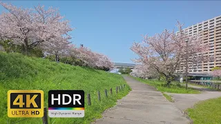 [Walk] Ojima Komatsugawa Park with Over 1000 Sakura Cherry Blossom Tree in Tokyo - 4K HDR