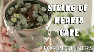 Houseplant Care Tips for Beginners | STRING OF HEARTS