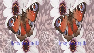 兩只蝴蝶-英文版