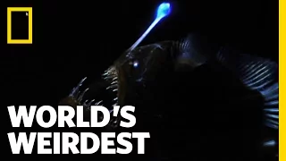 Weird Killer of the Deep | World's Weirdest