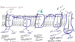 Biology/Respiration/Electron Transport Chain/Respiratory Chain /Oxidative Phosphorylation