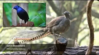 The Superb Lyrebird - Song Breakdown