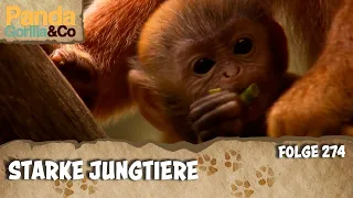 Ein kleines Äffchen überwindet seine Ängste | Panda, Gorilla & Co.