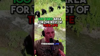 Thet UNJUST Imprisonment of CAPTIVE Chimps - Joe Rogan