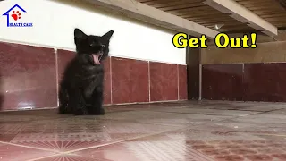 New little kitten hisses at me and meow loudly to find his mom