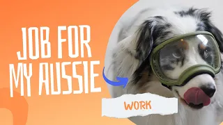 What jobs I give my australian shepherd on a walk