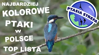 Lista: Najbardziej kolorowe ptaki w Polsce