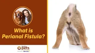 Dr. Becker: What is Perianal Fistula?