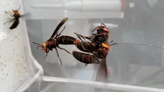 Giant hornet (Vespa mandarinia) virgin queen mating with a male.