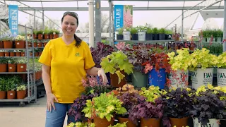 PETITTI Coral Bells | Grow Heuchera for Shade Gardens, Pleasing Foliage & Hummingbirds