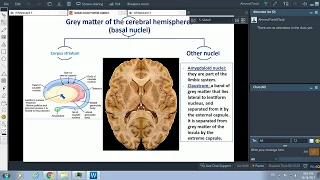 Basal nuclei and white matter of the cerebral hemisphere