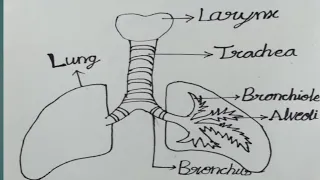 How To Draw a Human Lungs 🫁#Lungs #Lungs Drawing ( Easy Tutorial ) #science