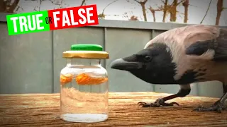 Crows Have an Intelligence Similar to a 7-year Old