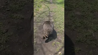 и погнал походка от бедра строго по тропинке 😅 енот Витя