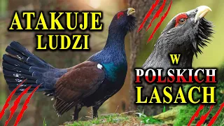 Dlaczego Atakuje Ludzi? - GŁUSZEC - Piękny, Wielki i Głuchy