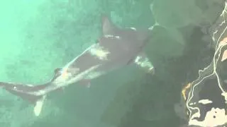 White tip reef sharks at Lahaina Harbor