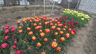 Обзор сортов махровых тюльпанов