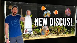 ADDING BEAUTIFUL NEW DISCUS & TANK MATES to the 90 Gallon Aquarium