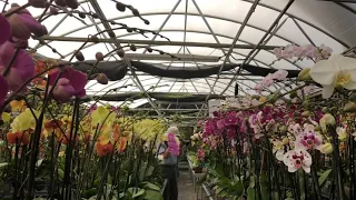 Орхидеи в теплице Palmer’s Orchids. Прекрасные здоровые орхидеи от которых захватывает дух, орхи 🔥