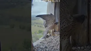 FalconCam Project - Indigo nearly collided on his way home 2022.11.21