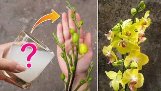 Didn't expect this miracle to make so many of your orchids bloom forever