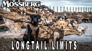 Longtail Limits | The Waterfowl Collective